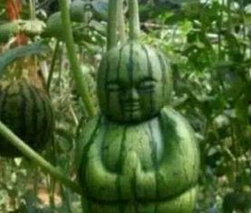 武都网红 吃瓜事件真相,真相背后的网络舆论风暴  第1张